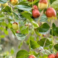 ナツメ,地植え,可愛い〜♡,花のある暮らし,おうち園芸の画像