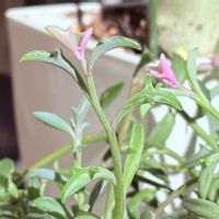 ドルフィンネックレス,seriaのブリキ缶,多肉植物,挿し芽,紅葉多肉の画像