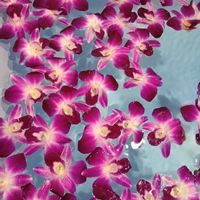 デンドロビウム,デンファレ,お風呂,花のある暮らし,いただきものの画像