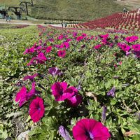 コキア,マリーゴールド,サフィニア,コキアの紅葉,ほうき草（コキア）の画像