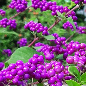 ムラサキシキブ,ナチュラルガーデン,お花のある生活,元気もらえる,ありがとう♡の画像