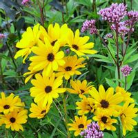 ヤナギバヒマワリ,ナツメ,地植え,今日のお花,おでかけ先の画像