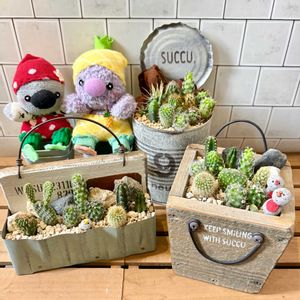 サボテン,ｵｼﾞｿﾞｰﾀﾝ,ｲｼｺﾛﾀﾝ,多肉植物,サボテンの寄せ植えの画像