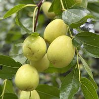 ナツメ,花木,実物,お散歩中,落葉小高木の画像