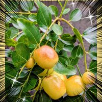 キンモクセイ,ナツメ,ホテイアオイ,火祭り,火祭り　(クラッスラ属)の画像