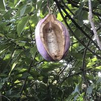 アケビ,ポポー,アケビの花,アケビの葉、花、果実の画像