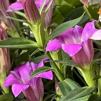 イソトマ,サザンカ,リンドウ,鉢植え,地植えの画像