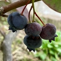 ブルーベリー,ブルーベリー,ブルーべリー,癒し,紅葉（こうよう）の画像