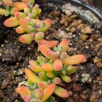 多肉植物,葉挿し,多肉寄せ植え,ドロサンテマム ,実生苗の画像