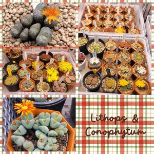 多肉植物,多肉大好き,リトープス属,コノフィツム属,多肉中毒の画像