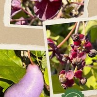 アケビ,アケビ,アケビの花,ミツバアケビ,ミツバアケビの画像
