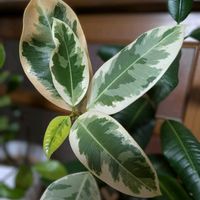 ゴムの木,フィカス・ティネケ,観葉植物,多様性を愛する会,人に優しくの画像