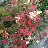 カシワバアジサイ,カシワバアジサイ,庭の画像