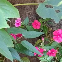 八重ムクゲ,寄せ植え,鉢植え,地植え,花のある暮らしの画像