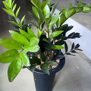 ザミオクルカス,ザミオクルカス・ダークザミクロ,観葉植物,男前,キキ　ザミオクルカスの画像