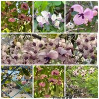 アケビ,アケビ,アケビの雌花,アケビの雄花,今日のお花の画像