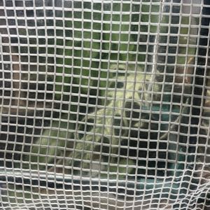 モンステラ　デビルモンスター,モンステラ デリシオーサ デビルモンスター,鉢植え,カット苗,スパルタン育成の画像