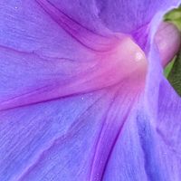 ノアサガオ,大好きな花,シルエット❤︎,風の中,ヒカリの画像