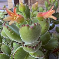 熊童子,熊童子,熊童子のお花,多肉植物,多肉植物のある暮らしの画像