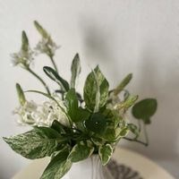 オーニソガラム,観葉植物,植物のある暮らし,白・しろ・ホワイト,あおき式園芸手法の画像