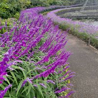 セージ,季節の花,風景,おやつ,おでかけ先の画像