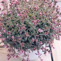 クーペリー,クラッスラ属 クーペリー,多肉植物,ベランダの画像