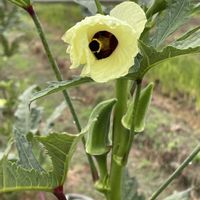 オクラ,ミツバアケビ,花のある暮らし,今日のお花,外出先の画像