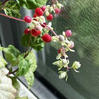 ジュズサンゴ　絣,ジュズサンゴ　絣,花に癒されて,花友さんにエール,いいねをありがとうございます¨̮♡︎の画像