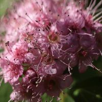 シモツケ ,シモツケ ,我が家のお花たち,庭の画像