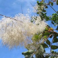 スモークツリー,ニラ,ハグマノキ,竹林♪,長居植物園の画像