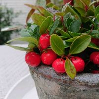 チェッカーベリー,チェッカーベリー,花のある暮らし,可愛い実の画像