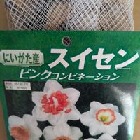 雑草,日記,こぼれ種,自己流,無農薬の画像