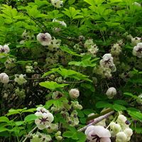 アケビ,ムベ,ムベ,アケビの花,ムベの花の画像