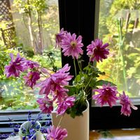 イワシャジン,シュウメイギク,ラベンダー,小さな幸せ,優しい気持ちの画像