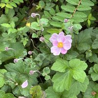 秋明菊,秋明菊,マダムダリア,マダムダリア,眼鏡ケースの画像