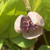 アケビ,花壇,ガーデニング,山野草,樹木の画像