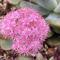 ミセバヤ,薄化粧,多肉植物,ネコ好き,多肉中毒の画像