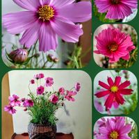 コスモス,コスモス,花のある暮らし♡,ウクライナに平和を,武器ではなく花をの画像