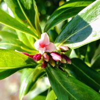 ジンチョウゲ,ジンチョウゲ（沈丁花）,季節はずれ,ご近所さん,秋なのにの画像