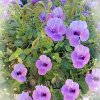スーパートレニアカタリーナ ブルーリバー,花のある暮らし,青い花マニア,おうち園芸,チーム・ブルーの画像