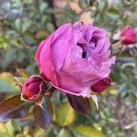 花のある暮らし,おうち園芸,庭の画像