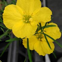 観葉植物,はなはな,花のある暮らし,花の写真,花のある生活の画像