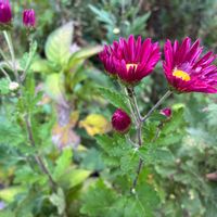 花のある暮らし,季節のお花,菊の花,我が家のお花,咲き始めましたの画像