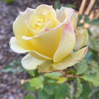 花のある暮らし,おうち園芸,庭の画像