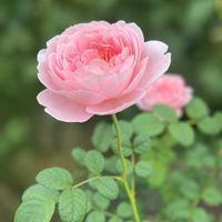 クィーンオブスウェーデン,バラ ピンクアイスバーグ,バラ シャリマー,花のある暮らし,ばら バラ 薔薇の画像