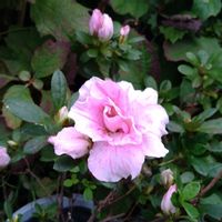 アザレア,花のある暮らし,ピンクワールド,SDGs,心に笑顔の花をの画像
