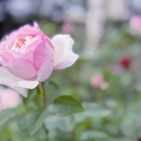 ルリール,ガーデニング,花のある暮らし,緑のある暮らし,ばら バラ 薔薇の画像