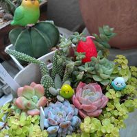 多肉植物,多肉寄せ植え,ベランダガーデン,癒し,今日のお花の画像