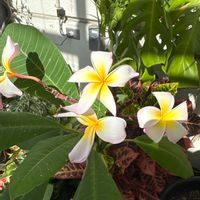 プルメリアの画像