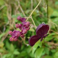 アケビ,ゴヨウアケビ,山野草,野草,雌雄異花の画像